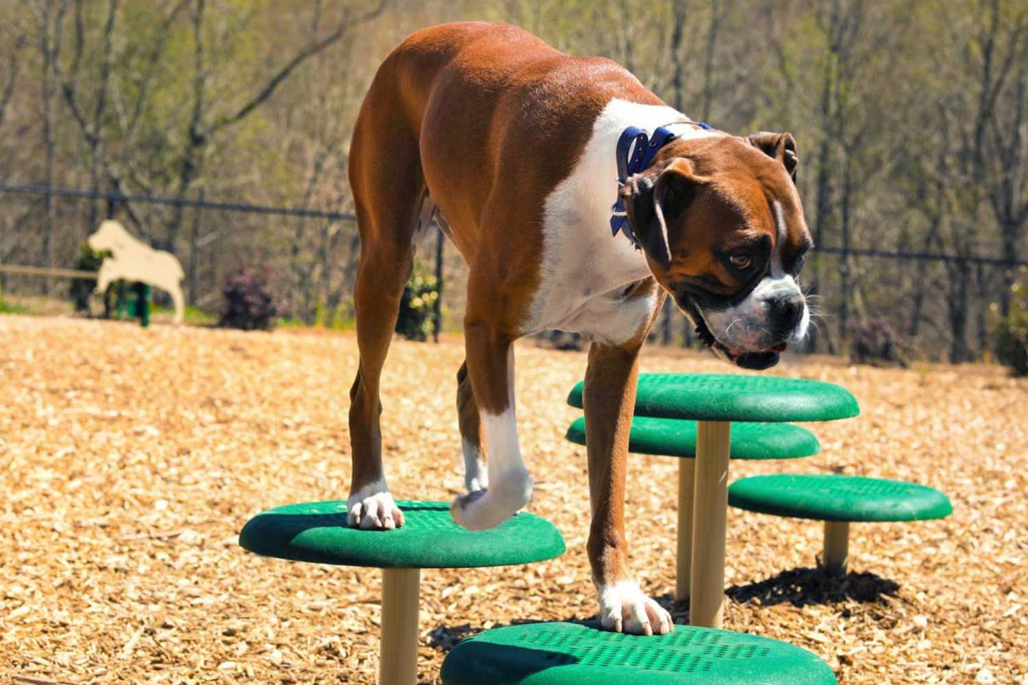 dog-on-steppers-at-a-dog-park