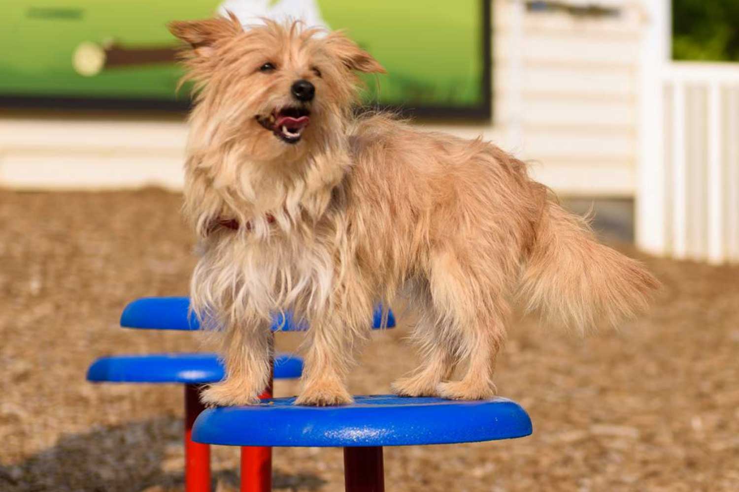 dog-playing-in-dog-park