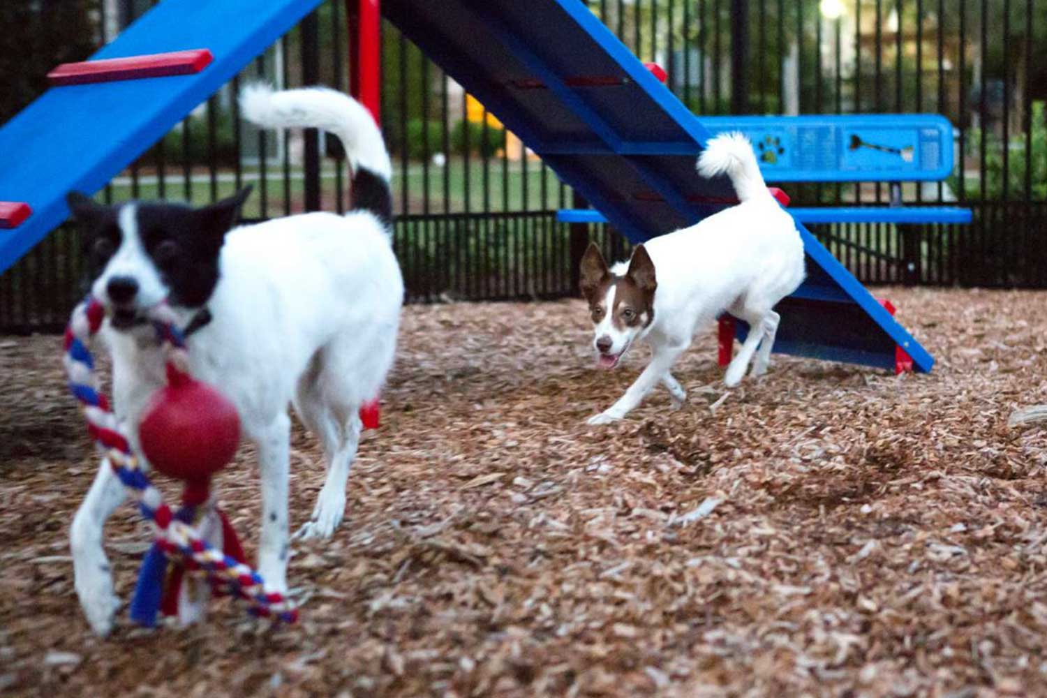 two-dogs-at-a-dog-park